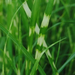 Zebraschilf / Miscanthus Sinensis "Zebrinus" Im 9x9 Cm Topf