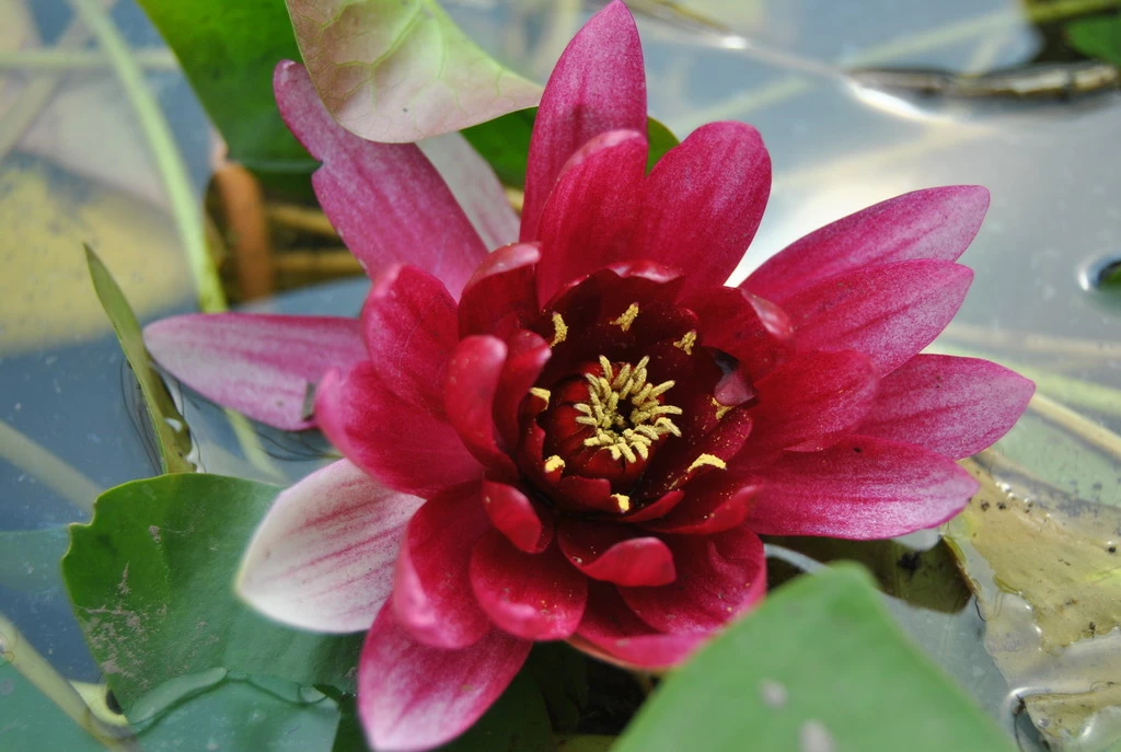 Kaminrote Seerose / Nymphaea "Rene Gerard" Im 11x11 Cm Topf 3 Kaminrote Seerose / Nymphaea "Rene Gerard" Im 11x11 Cm Topf