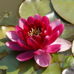 Rubinrote Seerose / Nymphaea Burgundy Princess Im 11x11 Cm Topf