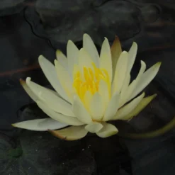 Kariengelbe Seerose / Nymphaea "Sulphurea" Im 11x11 Cm Topf