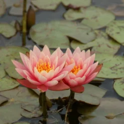 Kupferne Seerose / Nymphaea "Aurora" Im 11x11 Cm Topf