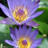 Tropische Blaue Seerose / Nymphaea "August Koch" -Hobby Verkäufe GTS 001BA 1 1