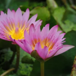 Tropische Rosa Seerose / Nymphaea "Queen Of Siam"