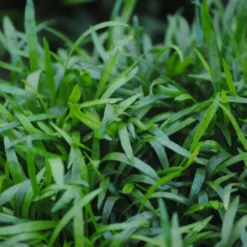 Unterwasserrasen / Lilaeopsis Brasiliensis Im 11x11 Cm Topf