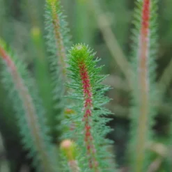 Feines Tausendblatt / Myriophyllum Crispata Im 11x11 Cm Topf