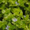 Großes Fettblatt / Bacopa Caroliniana Im 11x11 Cm Topf 1 Großes Fettblatt / Bacopa Caroliniana Im 11x11 Cm Topf -Hobby Verkäufe GTU 031BA 1 1