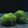 Jumbo Mooskugel Größe XXL Ab 8 Cm / Aegagropila Linnaei - Marimo Moos Ball -Hobby Verkäufe K002PO 1 1