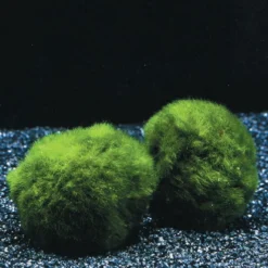 Jumbo Mooskugel Größe XXL Ab 8 Cm / Aegagropila Linnaei - Marimo Moos Ball