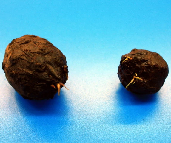 Grüner Tigerlotus Knolle+Trieb / Nymphaea Lotus Var. Viridis 3 Grüner Tigerlotus Knolle+Trieb / Nymphaea Lotus Var. Viridis