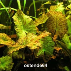 Grüner Tigerlotus Knolle+Trieb / Nymphaea Lotus Var. Viridis 8 Grüner Tigerlotus Knolle+Trieb / Nymphaea Lotus Var. Viridis -Hobby Verkäufe KG100PP 1 3