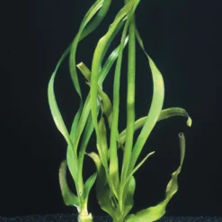 Thailändische Wasserlilie - Wasserlilie / Crinum Thaianum Barschfest