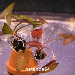 Roter Tigerlotus Knolle+Trieb / Nymphaea Lotus Var. Rubra -Hobby Verkäufe KR100PP 1 2