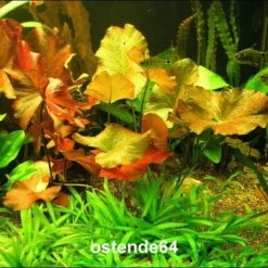 Roter Tigerlotus Knolle+Trieb / Nymphaea Lotus Var. Rubra -Hobby Verkäufe KR100PP 1 3