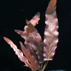 Rote Langblättrige Barclaya / Barclaya Longifolia Rubra *TOP-RARITÄT*