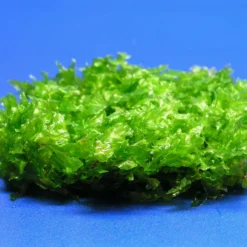 Monosolenium Tenerum / Großes Teichlebermoos - Pelia (Pellia) Polster 110 X 80 Mm, Moos -Hobby Verkäufe M002T 1 3