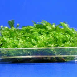 Monosolenium Tenerum / Großes Teichlebermoos - Pelia (Pellia) Polster 110 X 80 Mm, Moos -Hobby Verkäufe M002T 1 5