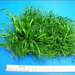 Neuseelandgras - Schöne Dichte Matte 150x120 Mm / Lilaeopsis Novae Zelandiae 5 Neuseelandgras - Schöne Dichte Matte 150x120 Mm / Lilaeopsis Novae Zelandiae -Hobby Verkäufe M10819ST 1 2