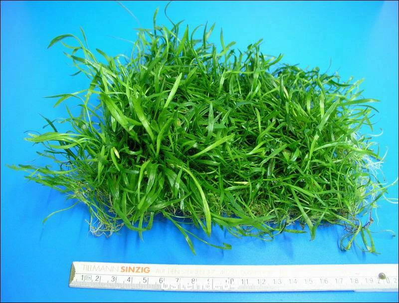 Neuseelandgras - Schöne Dichte Matte 150x120 Mm / Lilaeopsis Novae Zelandiae 4 Neuseelandgras - Schöne Dichte Matte 150x120 Mm / Lilaeopsis Novae Zelandiae – Bild 2