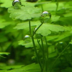 Hydrocotyle Cf. Tripartita Auf Matte Ca. 130 X 100 Mm 7 Hydrocotyle Cf. Tripartita Auf Matte Ca. 130 X 100 Mm -Hobby Verkäufe M595BL 1 5