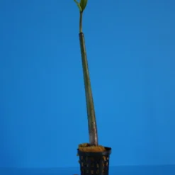 Rote Mangrove / Rhizophora Mangle (Jungpflanze) Mit Wurzel Und Austrieb -Hobby Verkäufe MA2 OK 1 3