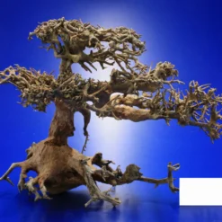 Aqua-Bonsai Wurzel Medium - Aquascaping Drachenbaum Traumwurzel Mittel -Hobby Verkäufe PH065 AO 1 7 3