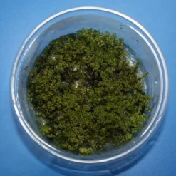 In-Vitro Kriechsternmoos / Plagiomnium Affine