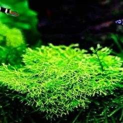 In-Vitro Kleines Teichlebermoos / Riccia Fluitans, Moos -Hobby Verkäufe R DZ 1 2