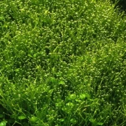 XL In-Vitro Kleines Teichlebermoos / Riccia Fluitans, Moos -Hobby Verkäufe R DZ 1 3 1