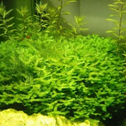 Großes Teichlebermoos Auf Lavastein / Monosolenium Tenerum, Moos -Hobby Verkäufe S002CT 1 2