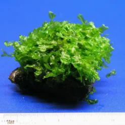 Großes Teichlebermoos Auf Lavastein / Monosolenium Tenerum, Moos -Hobby Verkäufe S002CT 1 3