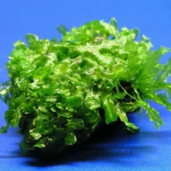 Großes Teichlebermoos Auf Lavastein / Monosolenium Tenerum, Moos -Hobby Verkäufe S002CT 1 4