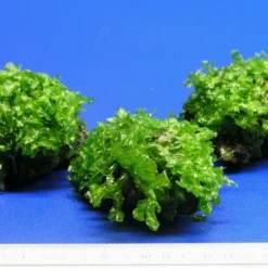 Großes Teichlebermoos Auf Lavastein / Monosolenium Tenerum, Moos -Hobby Verkäufe S002CT 1 5