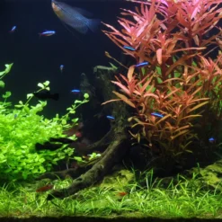 10 Töpfe Und 10 Bunde, Wasserpflanzen-Set Für Ein 200 Liter Aquarium 14 10 Töpfe Und 10 Bunde, Wasserpflanzen-Set Für Ein 200 Liter Aquarium -Hobby Verkäufe S050 1 10 1