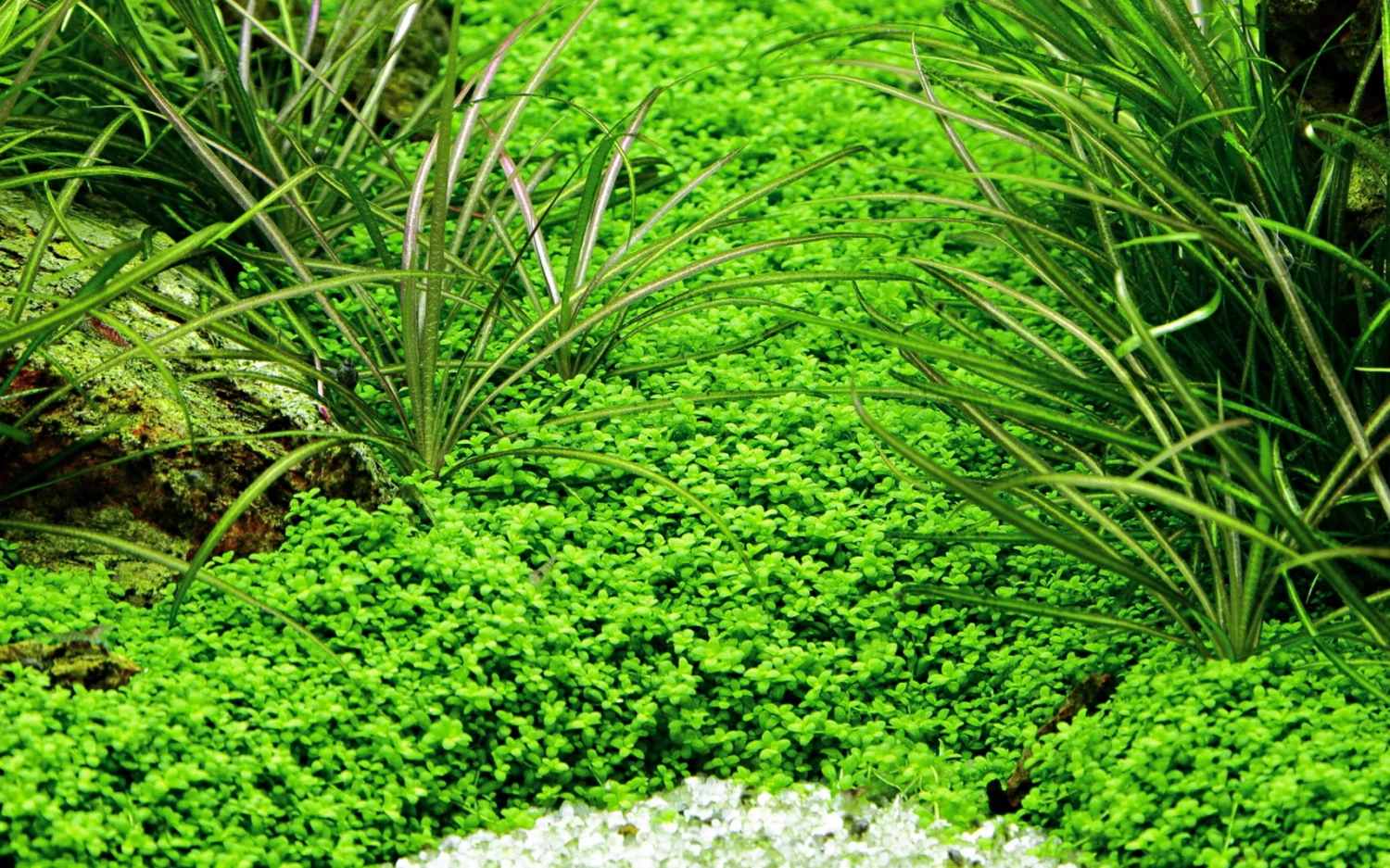 10 Töpfe Und 10 Bunde, Wasserpflanzen-Set Für Ein 200 Liter Aquarium 7 10 Töpfe Und 10 Bunde, Wasserpflanzen-Set Für Ein 200 Liter Aquarium – Bild 5