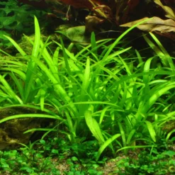 50 Wasserpflanzen, 5 Bunde Und 3 Topfpflanzen Für Ein 60 Liter Aquarium -Hobby Verkäufe S050 1 12