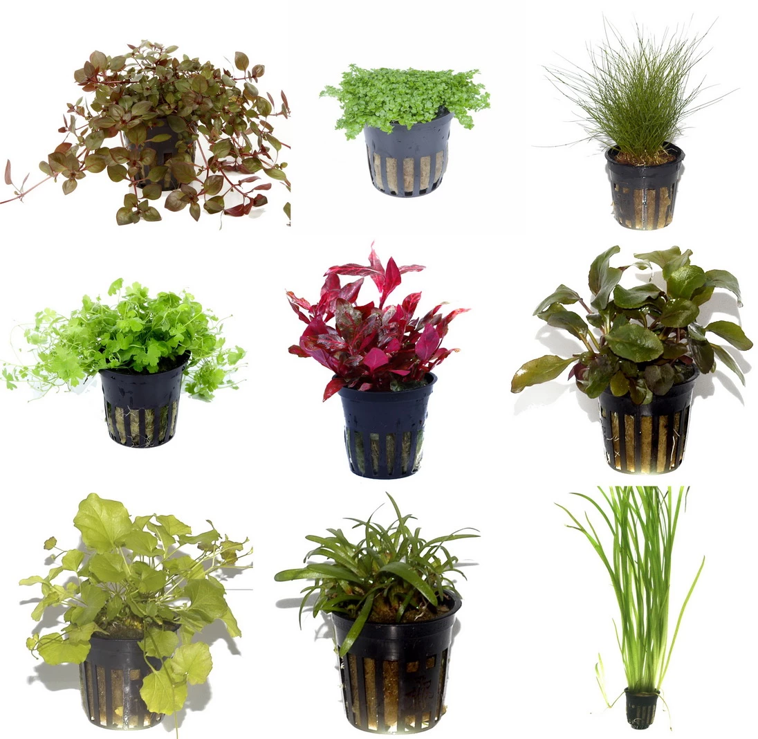 5 Töpfe Und 5 Bunde, Wasserpflanzen-Set Für Ein 100 Liter Aquarium 3 5 Töpfe Und 5 Bunde, Wasserpflanzen-Set Für Ein 100 Liter Aquarium
