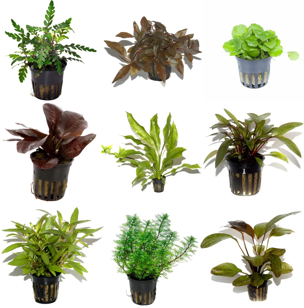 5 Töpfe Und 5 Bunde, Wasserpflanzen-Set Für Ein 100 Liter Aquarium 4 5 Töpfe Und 5 Bunde, Wasserpflanzen-Set Für Ein 100 Liter Aquarium – Bild 2