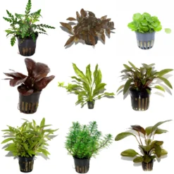 50 Wasserpflanzen, 5 Bunde Und 3 Topfpflanzen Für Ein 60 Liter Aquarium -Hobby Verkäufe S050 1 4