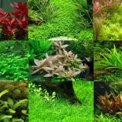 5 Töpfe Und 5 Bunde, Wasserpflanzen-Set Für Ein 100 Liter Aquarium 13 5 Töpfe Und 5 Bunde, Wasserpflanzen-Set Für Ein 100 Liter Aquarium -Hobby Verkäufe S050 1 6 2