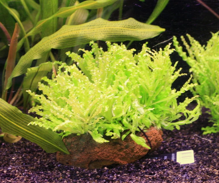 Kleiner Stern 'Daonoi' / Pogostemon Helferi Auf Lavastein - Gr. M 3 Kleiner Stern 'Daonoi' / Pogostemon Helferi Auf Lavastein - Gr. M