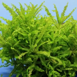 Kleiner Stern 'Daonoi' / Pogostemon Helferi Auf Lavastein - Gr. M 6 Kleiner Stern 'Daonoi' / Pogostemon Helferi Auf Lavastein - Gr. M -Hobby Verkäufe S053HT 1 2