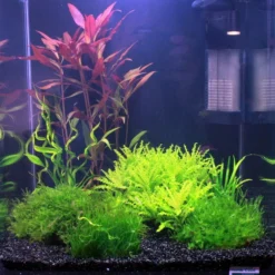 Kleiner Stern 'Daonoi' / Pogostemon Helferi Auf Lavastein - Gr. M 7 Kleiner Stern 'Daonoi' / Pogostemon Helferi Auf Lavastein - Gr. M -Hobby Verkäufe S053HT 1 3