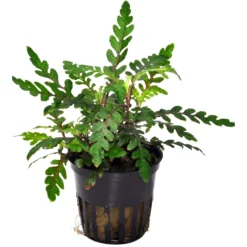 Bizarres Wasserpflanzen Sortiment - 4 Töpfe, Set Incl. Roten Pflanzen -Hobby Verkäufe S070 1 10