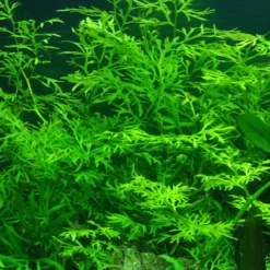 Bizarres Wasserpflanzen Sortiment - 4 Töpfe, Set Incl. Roten Pflanzen -Hobby Verkäufe S070 1 4