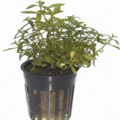 Bizarres Wasserpflanzen Sortiment - 4 Töpfe, Set Incl. Roten Pflanzen -Hobby Verkäufe S070 1 7