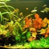 Unterwasser-Landschaft Lotuswelt Für Ein 400 Liter Aquarium -Hobby Verkäufe S2 060wf 1 1 1