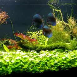 Unterwasser-Landschaft Diskus-Traum Für Ein 300 Liter Aquarium -Hobby Verkäufe S3 200wf 1 3 1
