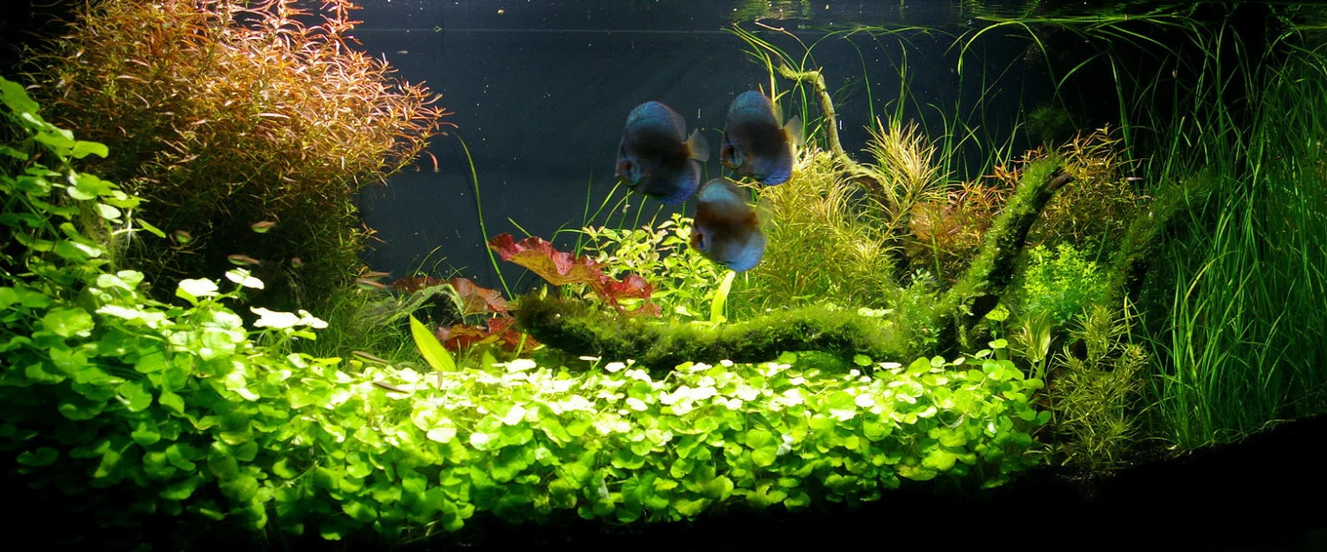 Unterwasser-Landschaft Diskus-Traum Für Ein 200 Liter Aquarium 4 Unterwasser-Landschaft Diskus-Traum Für Ein 200 Liter Aquarium – Bild 2