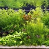 Unterwasser-Landschaft Holland-Aquarium Für Ein 160 Liter Aquarium -Hobby Verkäufe S4 200wf 1 1 5