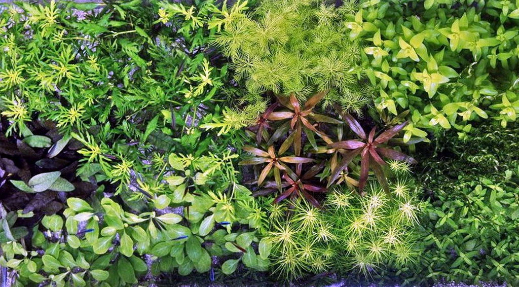 Unterwasser-Landschaft Holland-Aquarium Für Ein 300 Liter Aquarium 5 Unterwasser-Landschaft Holland-Aquarium Für Ein 300 Liter Aquarium – Bild 3